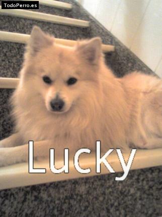 Foto del perro Lucky