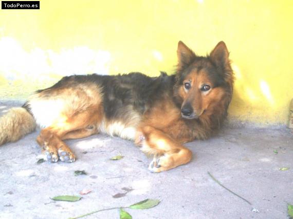 Foto del perro Zurdo