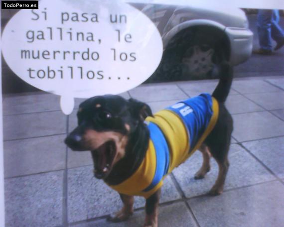 Foto del perro Rocky