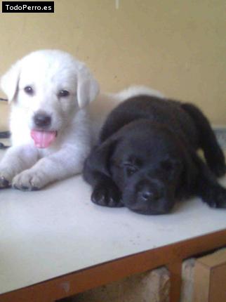 Foto del perro Cliford y mickey