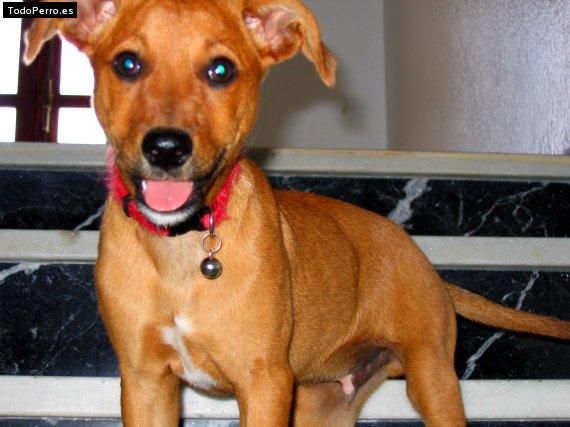 Foto del perro Nano