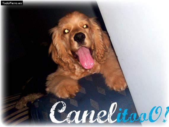 Foto del perro Canelo alejandro