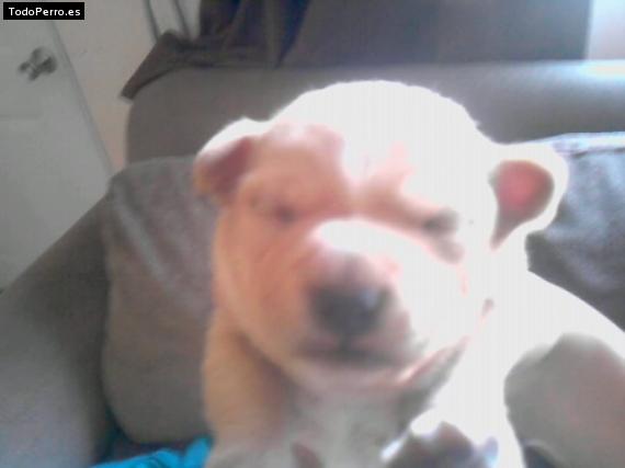 Foto del perro Cocholato