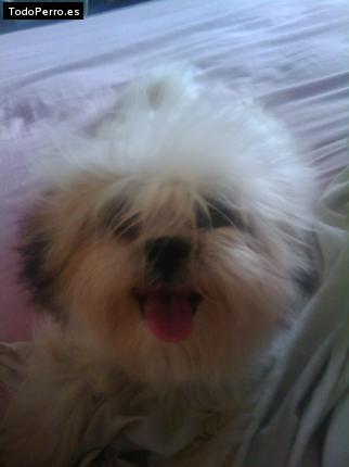 Foto del perro Jenielys