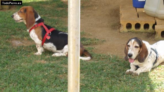 Foto del perro Buddy y kamila