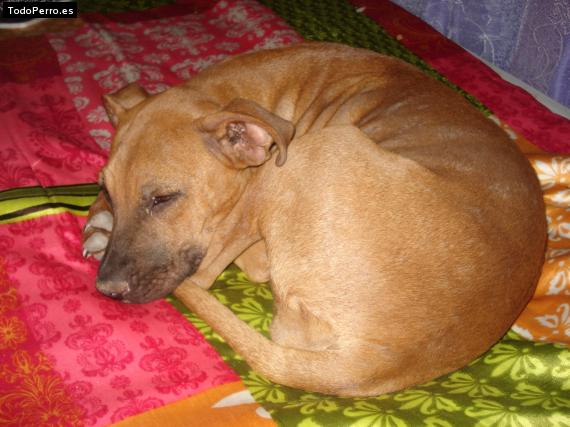 Foto del perro Canelita