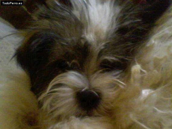 Foto del perro Copito