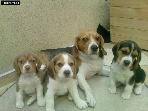 Foto del perro Mara, canela, simon y winnie