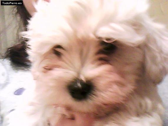 Foto del perro Rocke