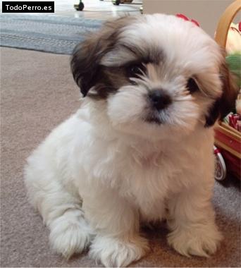 La foto del perro Chikitin Foto del perro Chikitin