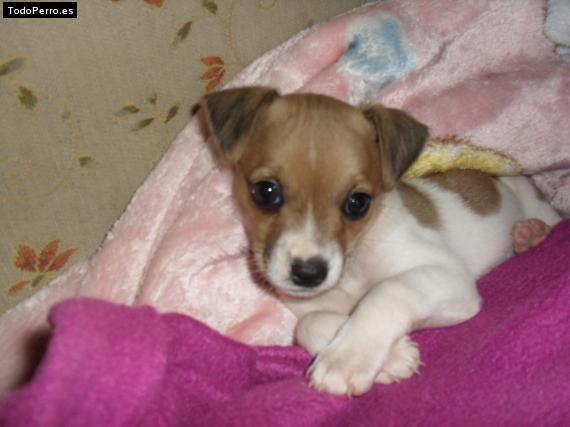 La foto del perro Chica Foto del perro Chica