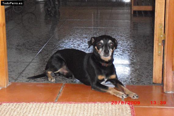 La foto del perro Curro Foto del perro Curro