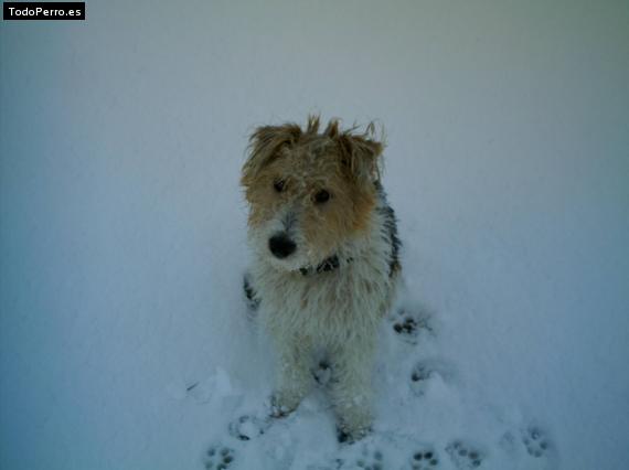 Foto del perro Orko