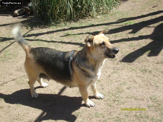 Foto del perro Juana