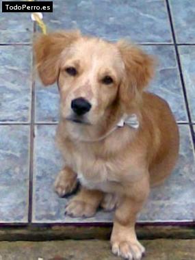 Foto del perro Randy