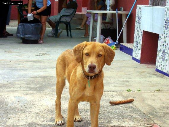 Foto del perro Nene