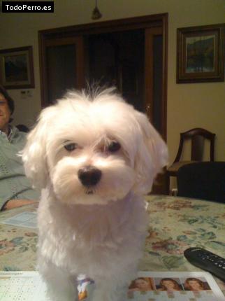 Foto del perro Clooney