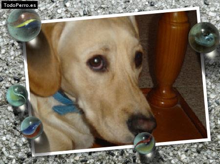 Foto del perro Cody