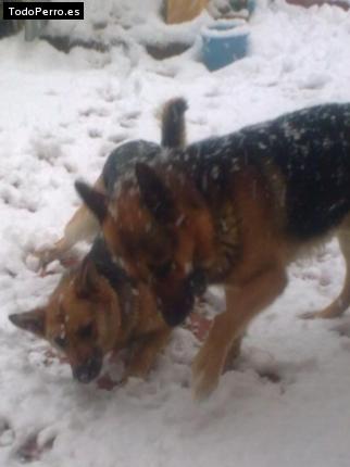 Foto del perro Charly