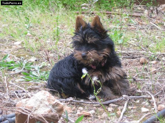 Foto del perro Bady