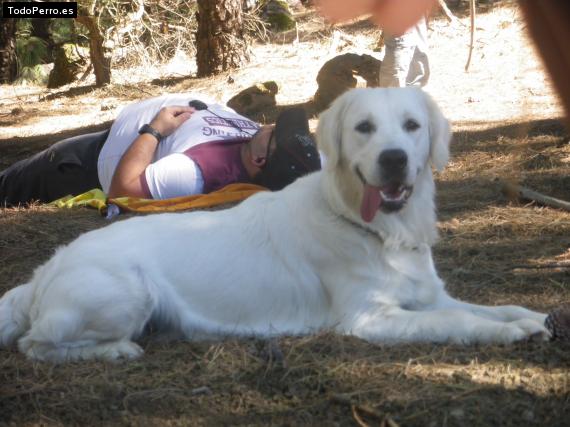 Foto del perro Toby