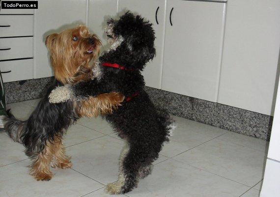 Foto del perro Quike y pipo