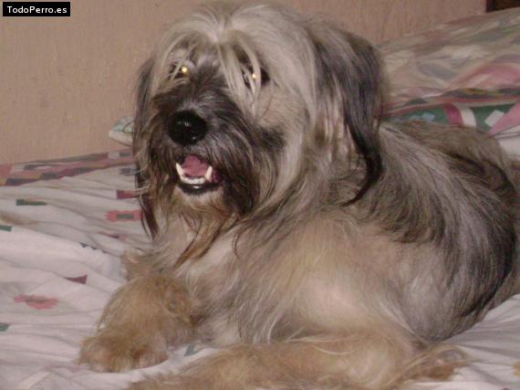 Foto del perro Homero