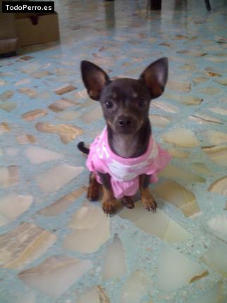 La foto del perro Casey Foto del perro Casey