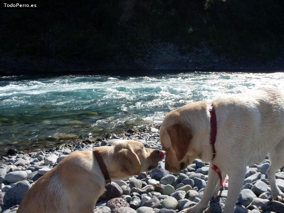 Foto del perro Josefa