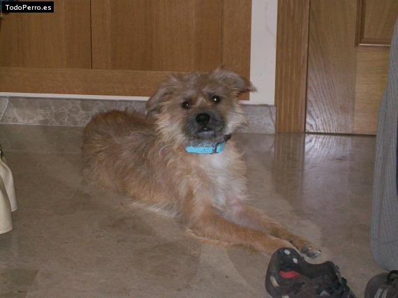 Foto del perro Curtis