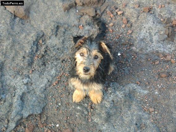 La foto del perro Roony Foto del perro Roony