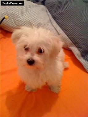 Foto del perro Raquel