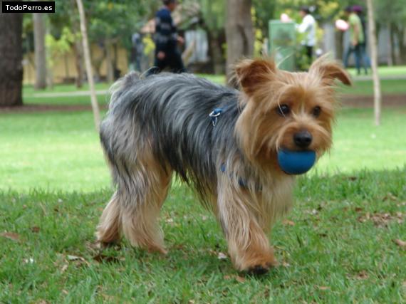 Foto del perro Mufles