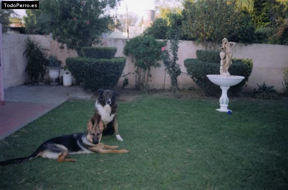 Foto del perro Axel y natividad