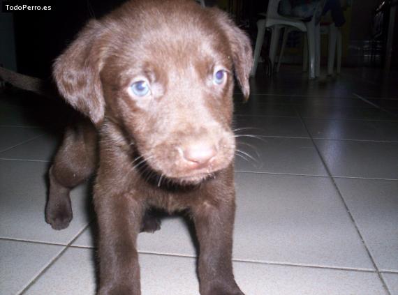 Foto del perro Rocco