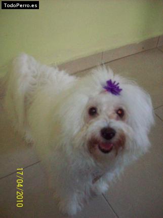 Foto del perro Candy
