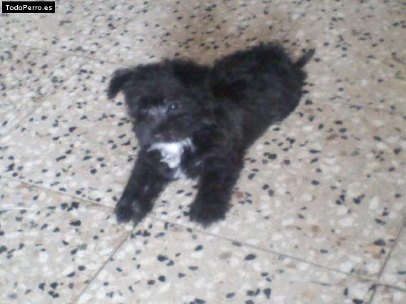 Foto del perro Mileidy