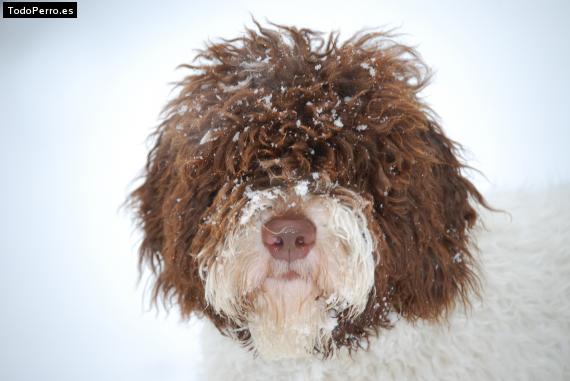 Foto del perro Gonnagitcha