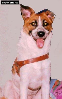 Foto del perro Bambamcito