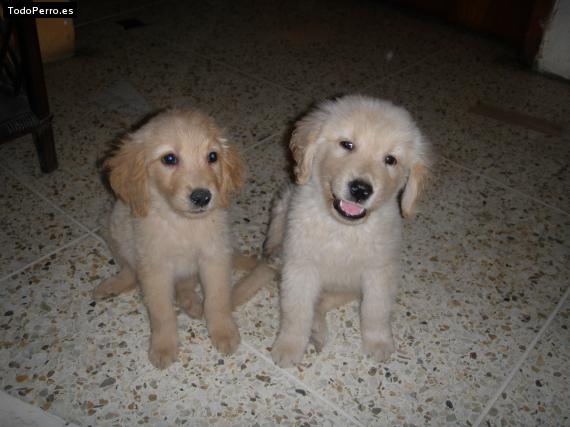 Foto del perro Mia y napo