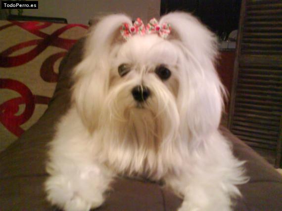 Foto del perro Carusso