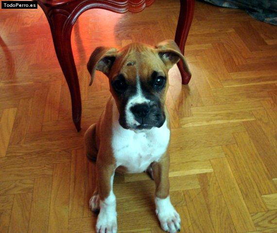 Foto del perro Tara