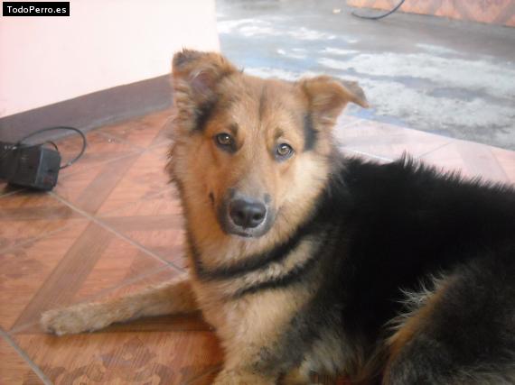 La foto del perro Rex Foto del perro Rex