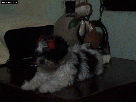 Foto del perro Chikita