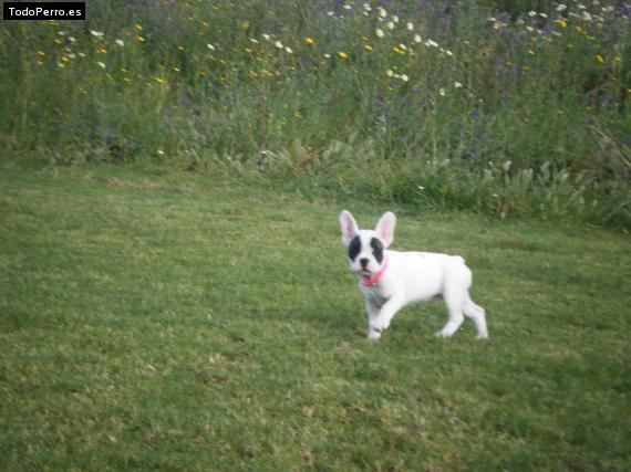 Foto del perro Minnie