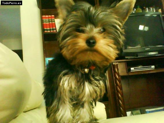 Foto del perro Teddyboo 