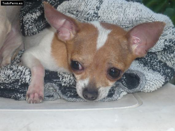 La foto del perro Chui Foto del perro Chui