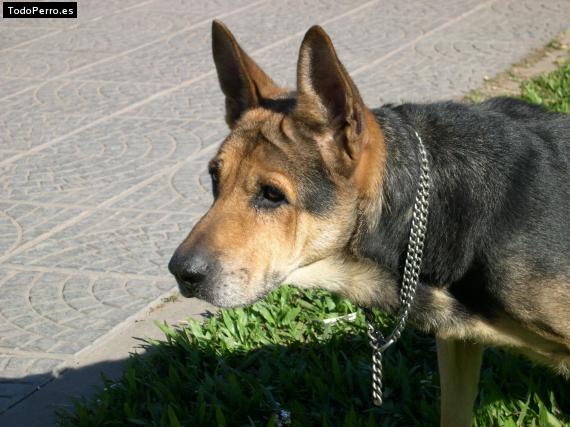 Foto del perro Pamela