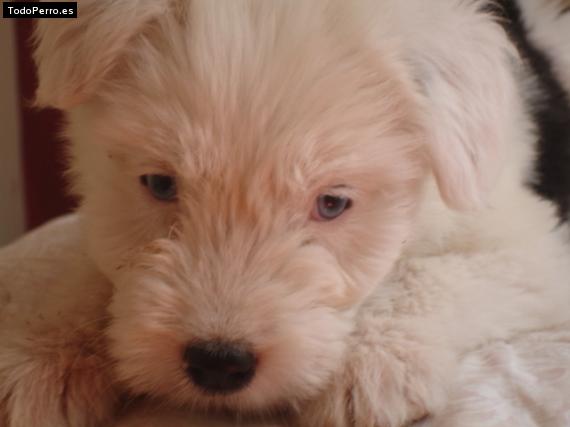 La foto del perro Chispitas Foto del perro Chispitas