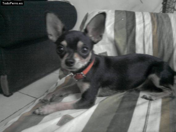 Foto del perro Chester